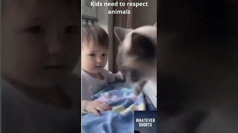 🐱 Cat teaches the Respect #shorts #cat #gatos