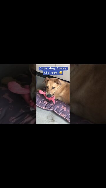 Cute dog loves his toys . Retired farm dog