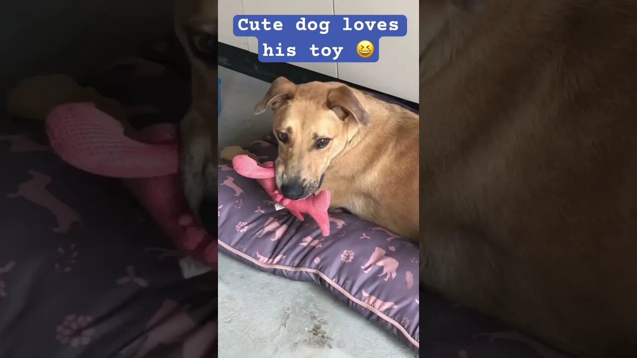 Cute dog loves his toys . Retired farm dog