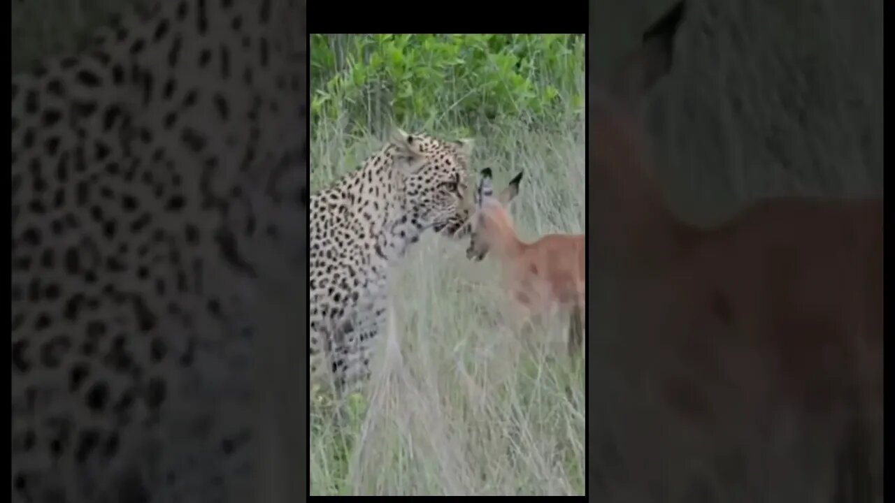 Cheetah is not attacking on baby 😲