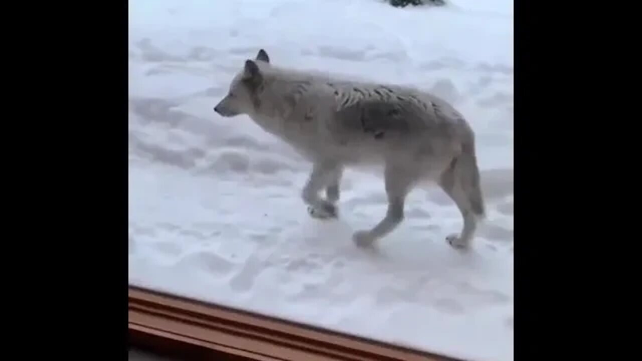 Wolf pack wandering near cabin in Quebec