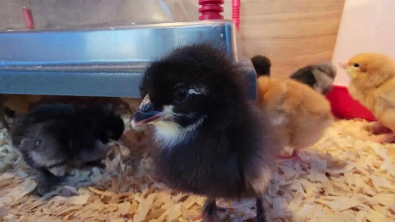 chicks