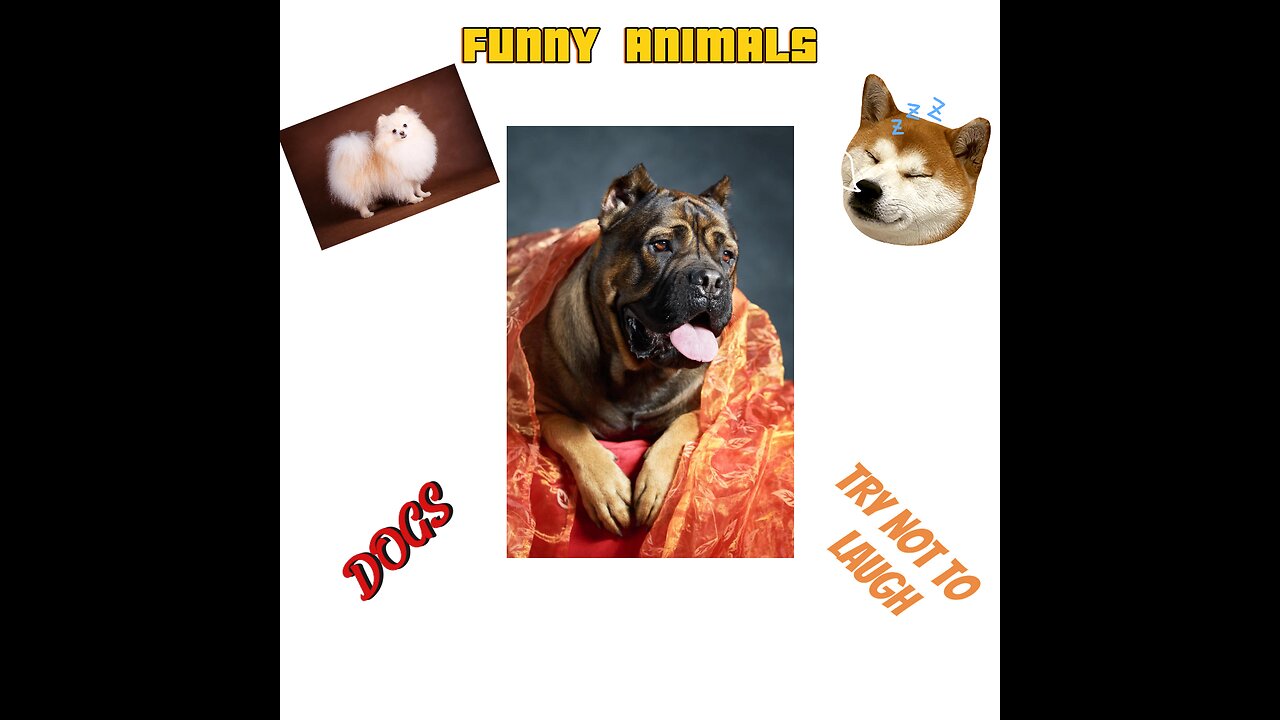 Hilarious Hijinks of Our Furry Friends! 😍😍😍- Funny dogs -1