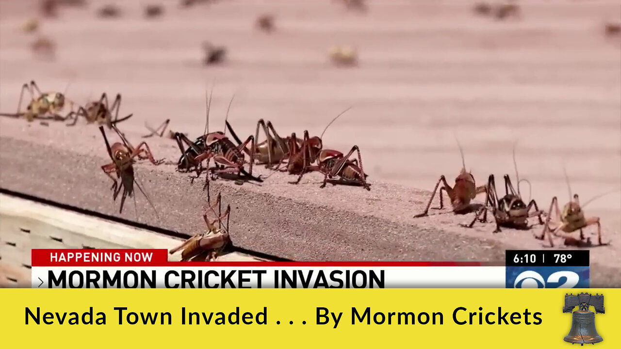 Nevada Town Invaded . . . By Mormon Crickets