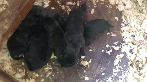 Justice x Mystique pups (Born Jan 30, 2021)