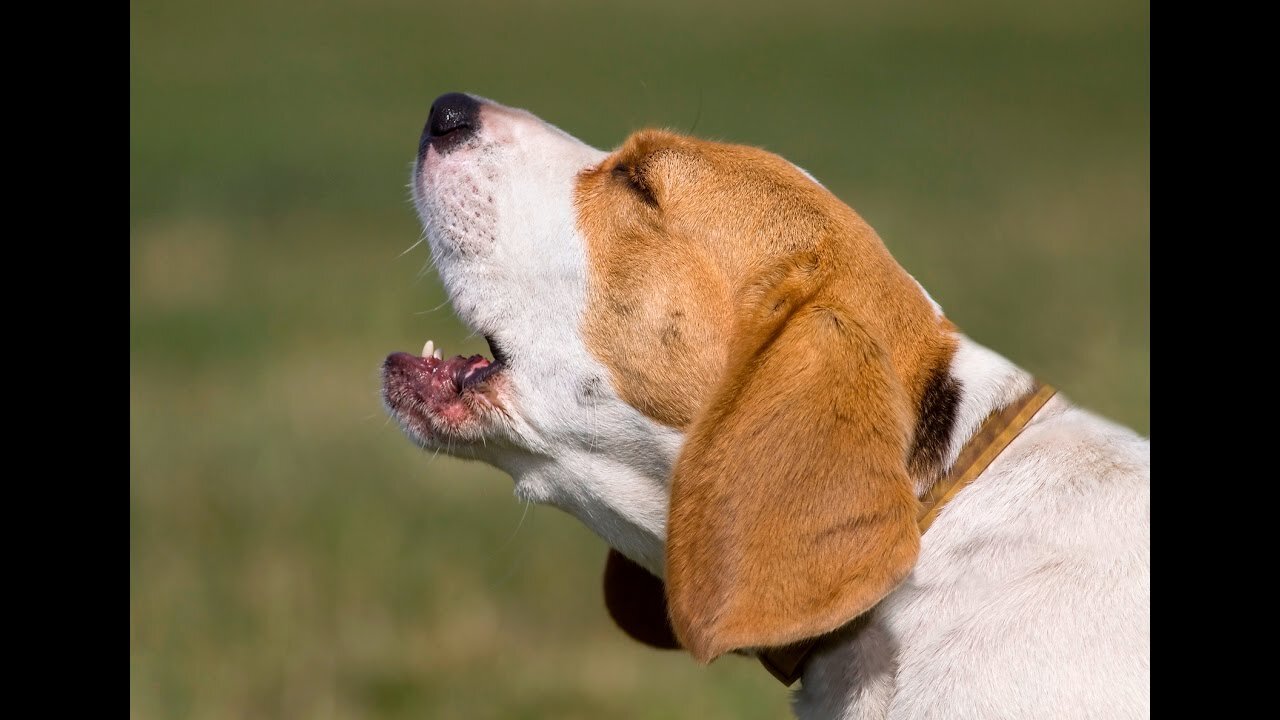 Top 10 Barking Videos About Dogs That Will Make You Smile