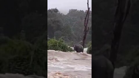 elephant🐘🐘 in under water