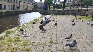 Pigeon and Duck Dance