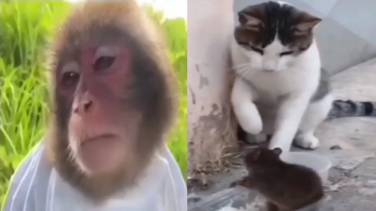 Super cute and the best dancing dogs and monkey 🐒 enjoying all 2022