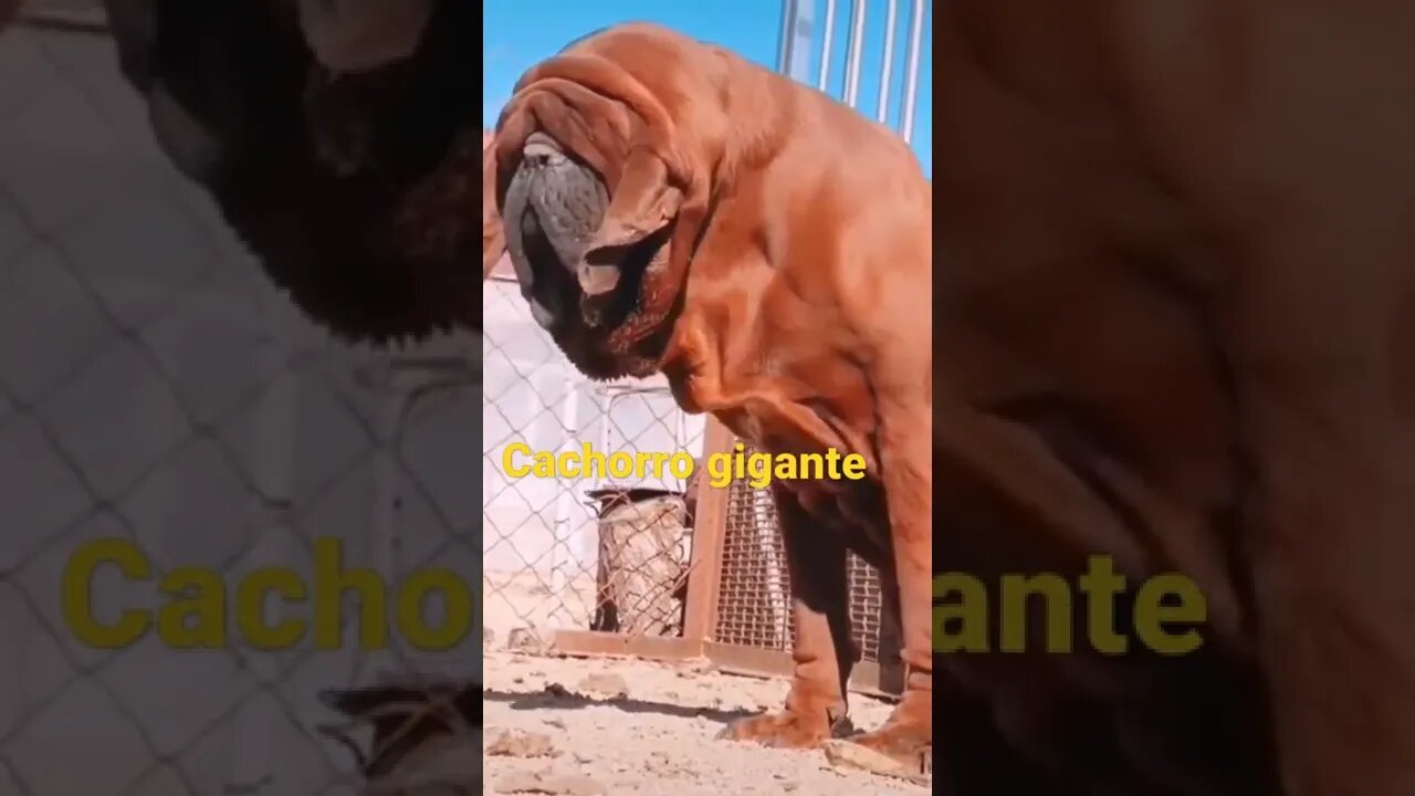 #cachorro #gigante #shorts