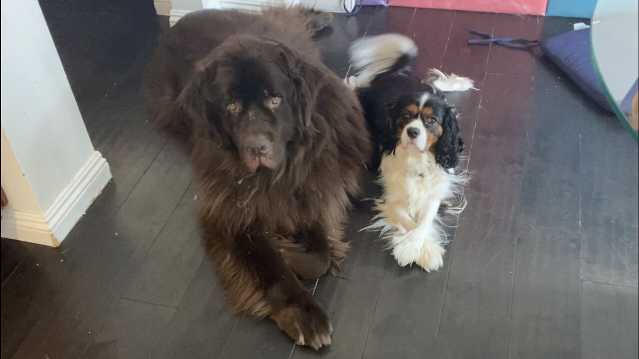 Clumsy Newfie steps on dignified “King Charles” brother