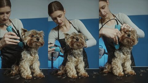 "Girl Grooming Her Dog for a Perfect Day Out - A Happy Bonding Moment!"