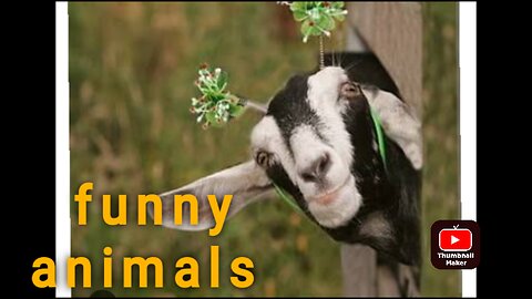 Funny farm animals