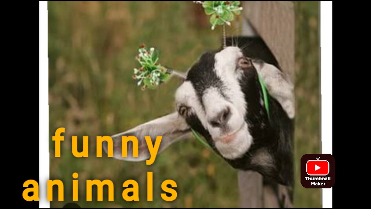 Funny farm animals