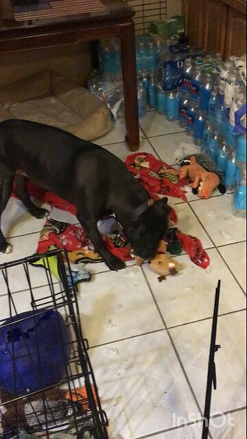 🦴🦴🦴🐾🐾🐾🐶🐶🐶