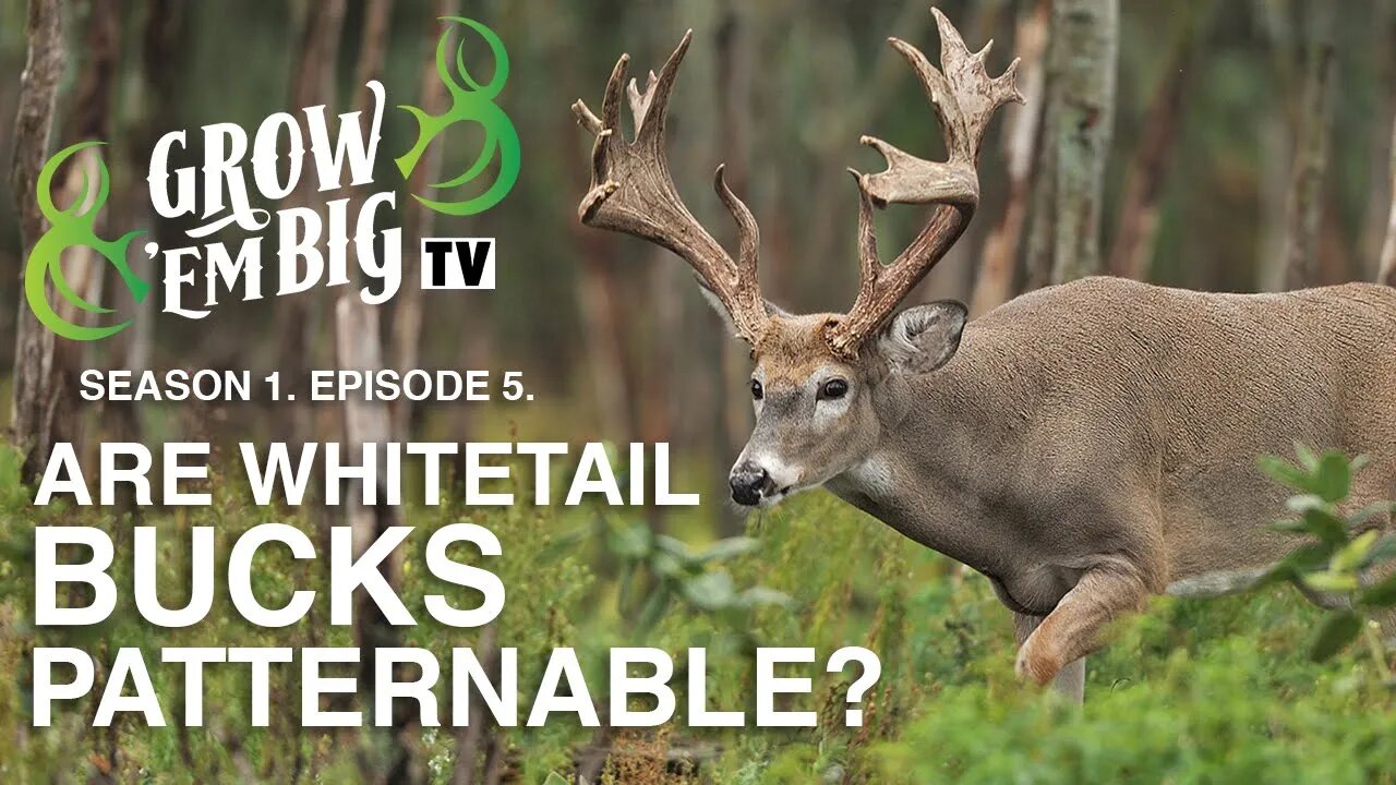 Are Whitetail Bucks Patternable? | Grow 'em Big TV