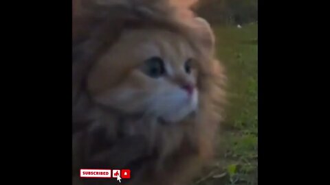 cute cat videos 😹 funny videos 😂1694