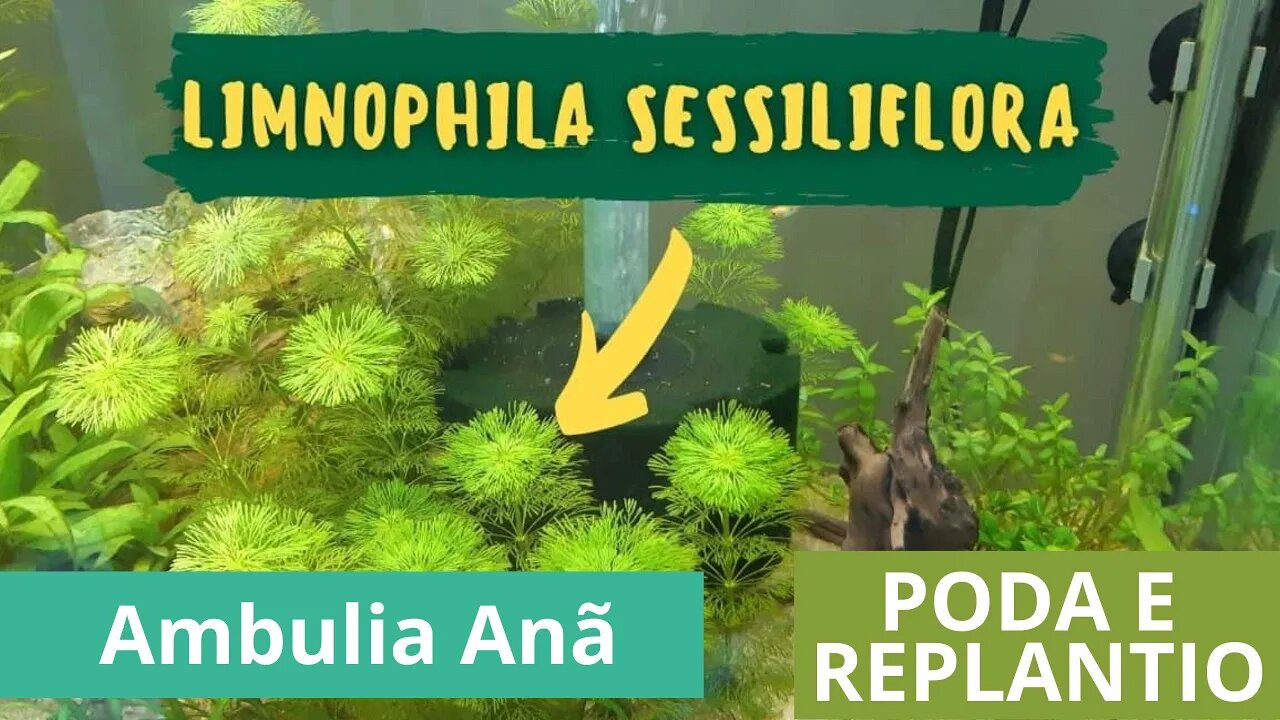 🔥 Poda e Replantio da Limnophila Sessiliflora - Ambulia Anã [CORTES]