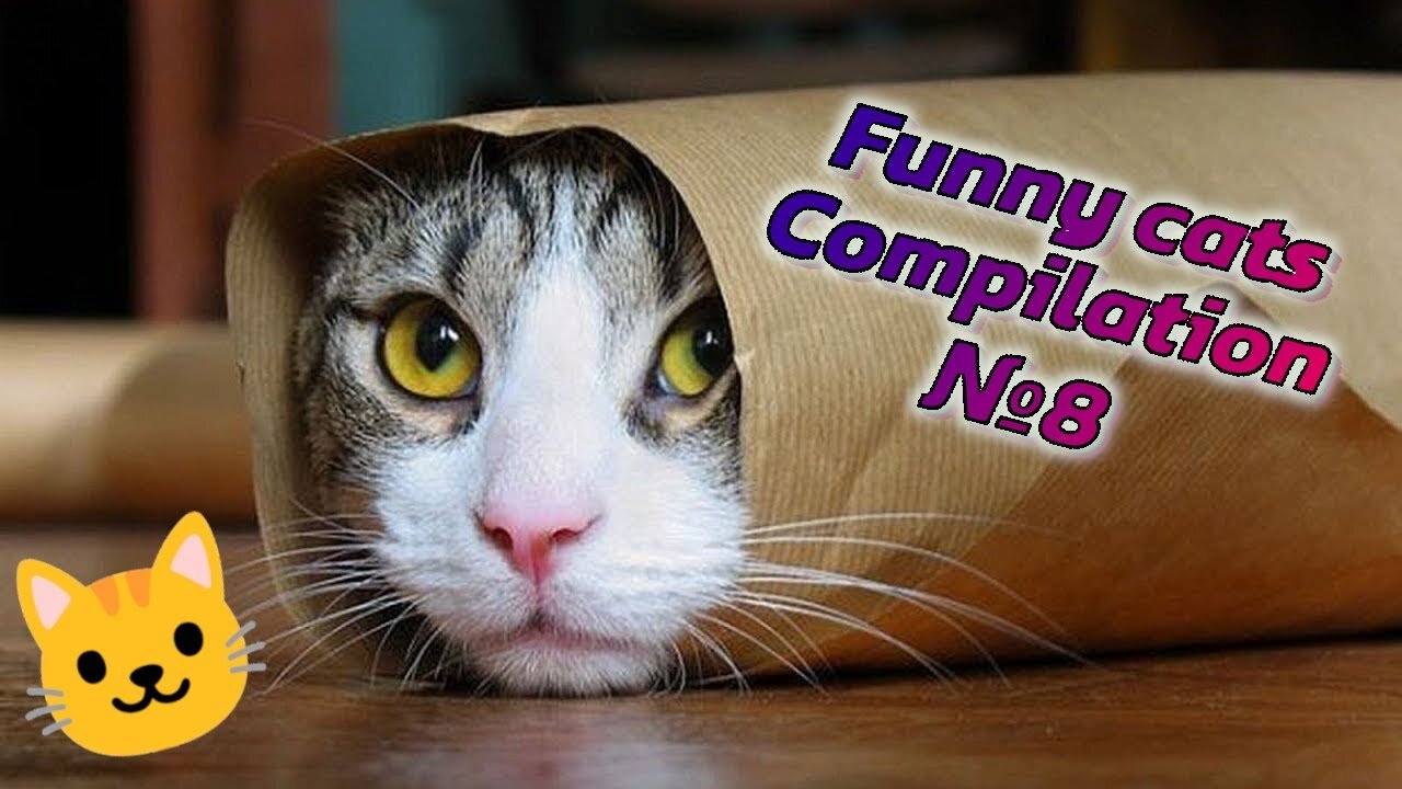 😻😹 LOLcats: Cats in Their Most Hilarious Moments! | Funny cats compilation №8