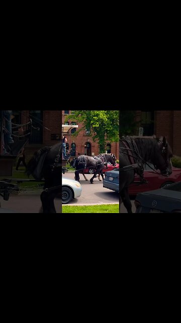 Horse Drawn Carriage in Town