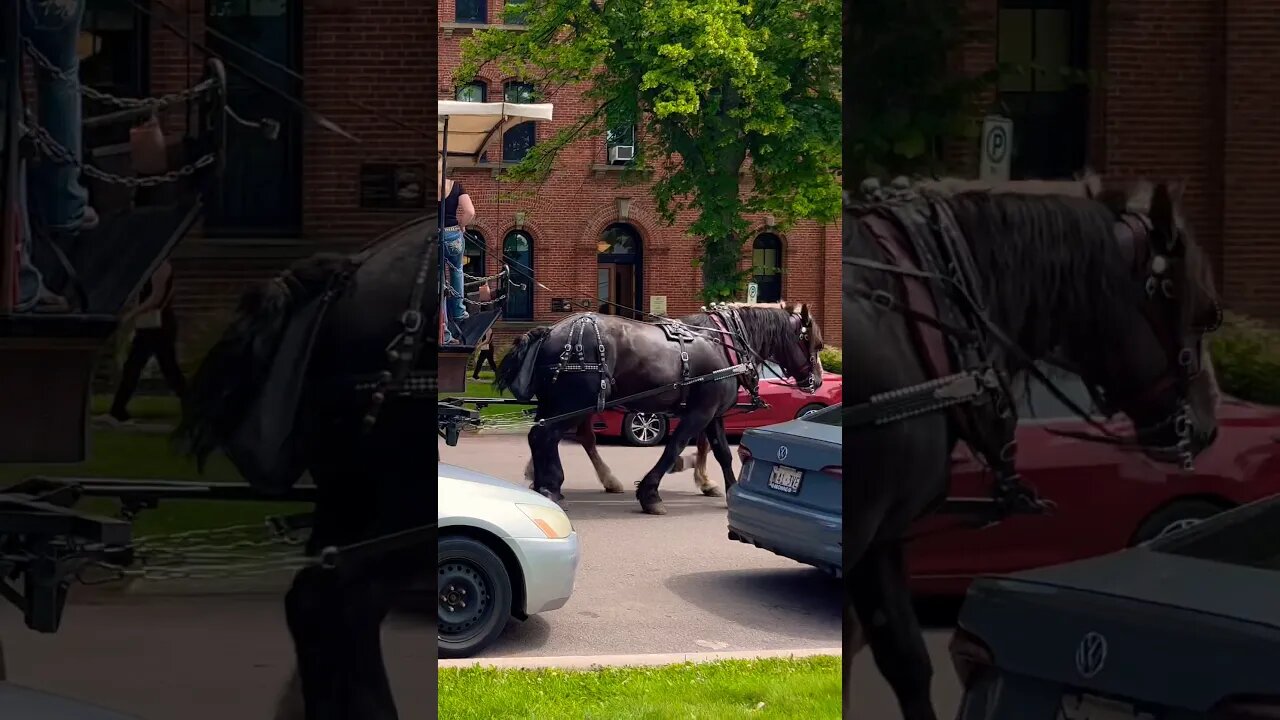Horse Drawn Carriage in Town