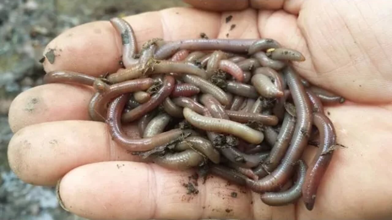 Secret way to find, catch earthworms.