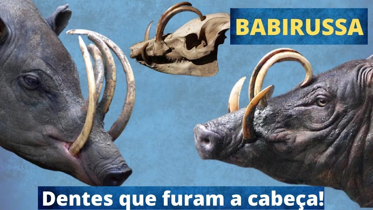 Conheça o Babirussa, primo do Javali