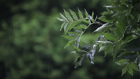 Sons de Chuva para dormir em floresta