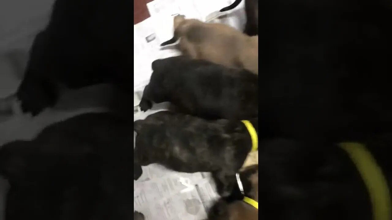 Yum yum yum. Learning to eat out of bowl. LonelyCreek bullmastiff