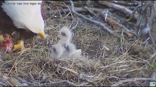 Hays Bald Eagles H18 first feeding 2022 03 25 071848