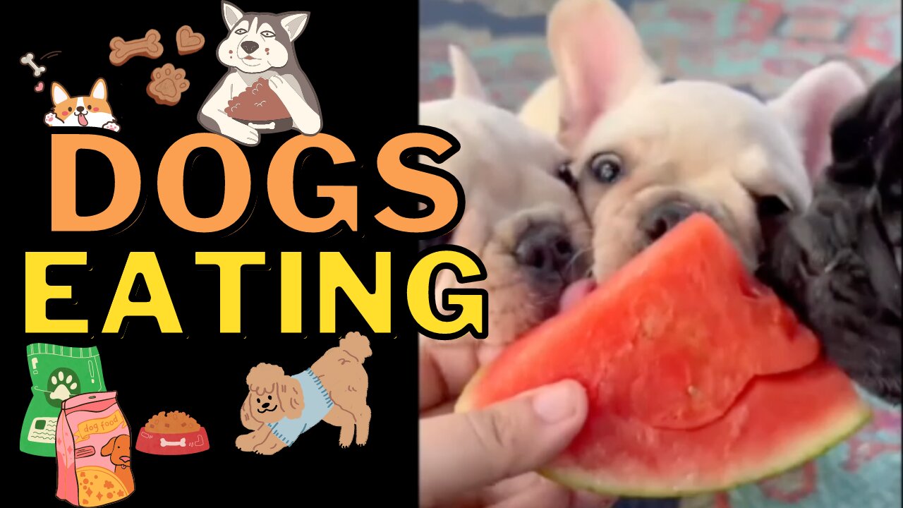 Cute Dogs Eating Food Compilation - Watching Adorable Doggies Eat is so Relaxing