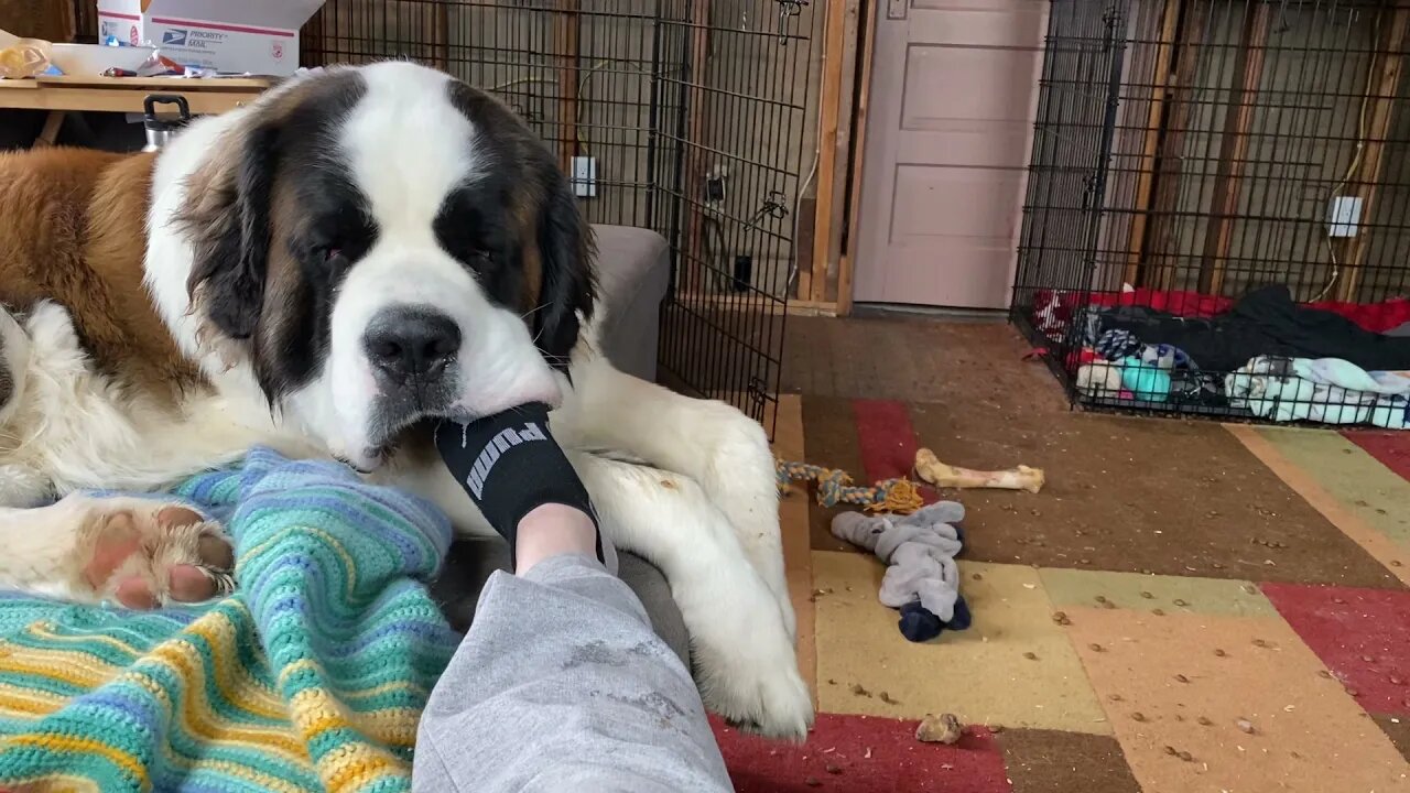 No dry socks- Baby Walter does not allow me to have dry socks.