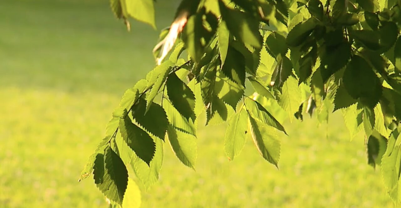 Baltimore Ceasefire to honor victims of gun violence with special tree planting ceremony