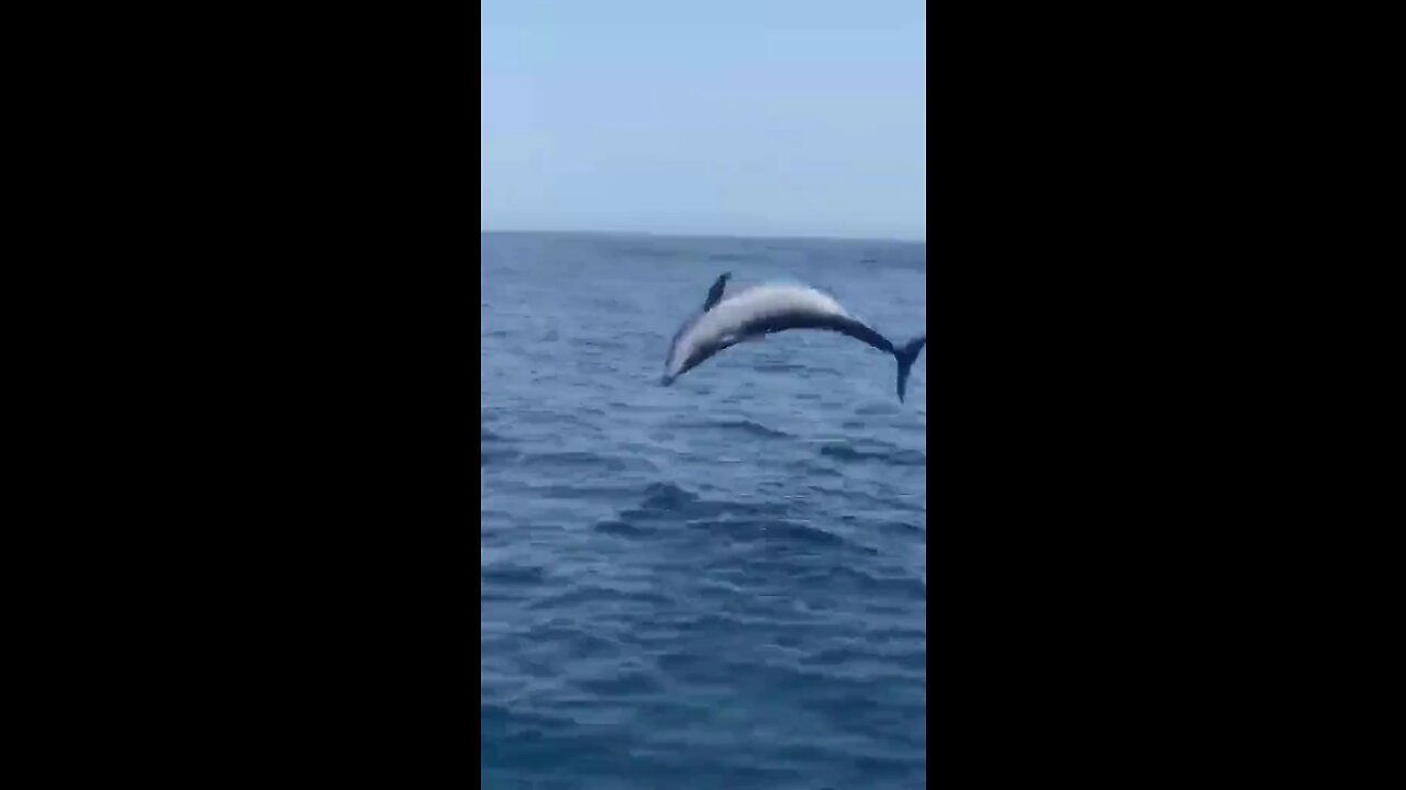 DOLPHIN ENTERTAINS
