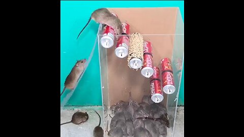 Can't stop your laugh don't miss end || Rat going crazy 🤣