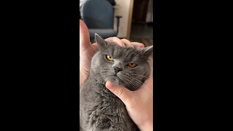 funny cat transitions 🥰😂