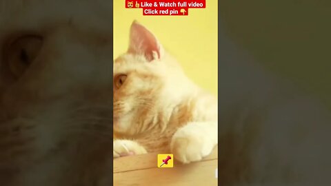 cute cat videos 😹funny videos 😂1276😻#shorts #catvideos #funnycatsvideos #cat