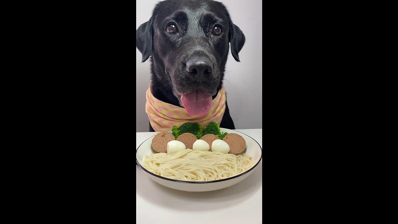 😍 Drooling from the Start! #Labrador Cuteness Overload 🐶