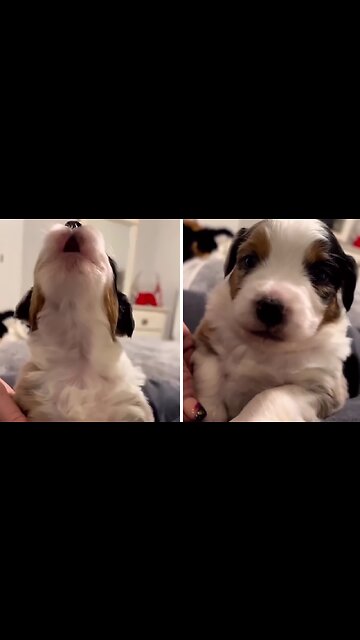 Puppy Adorably Howls For The Camera