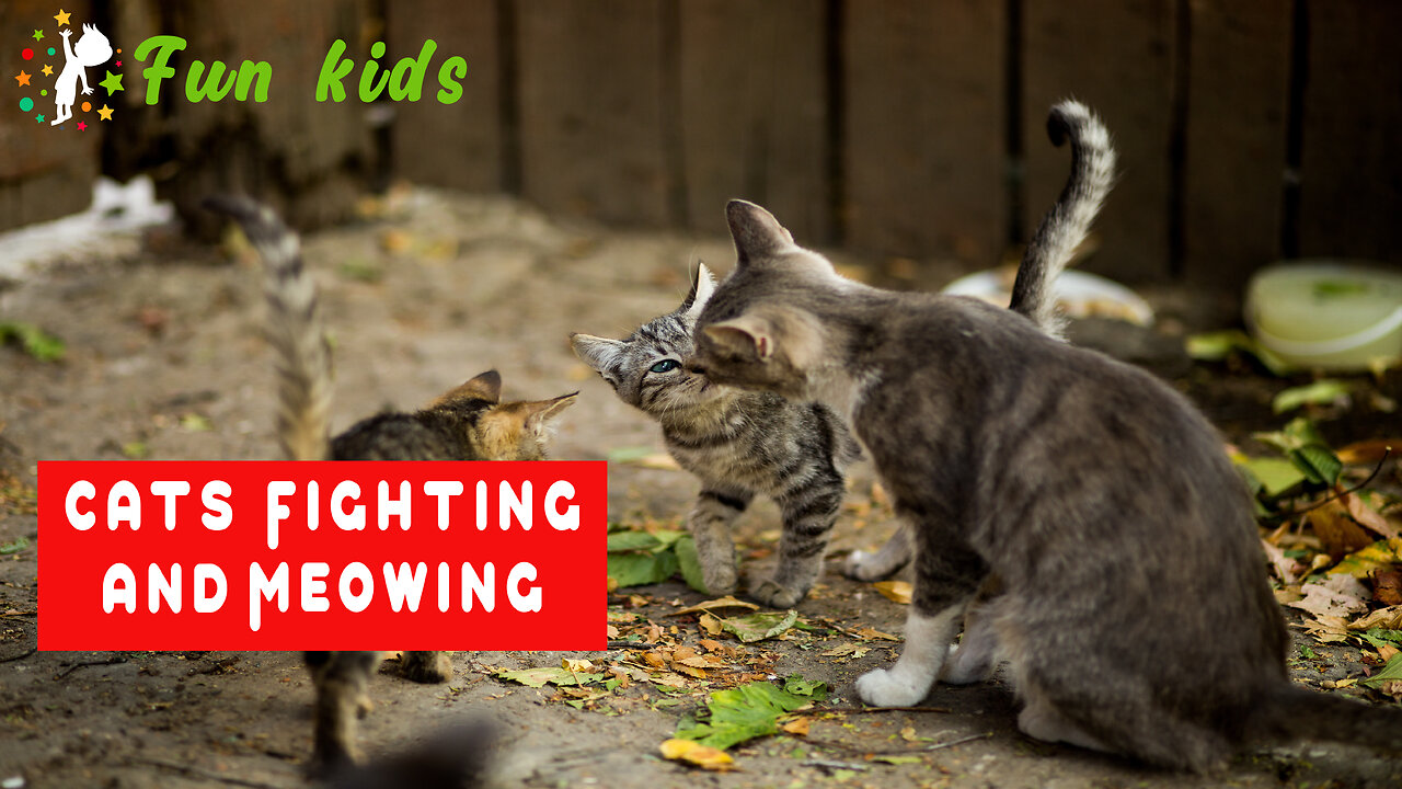 Cats Fighting and Meowing - These Two are Bloody Brothers | kids fun