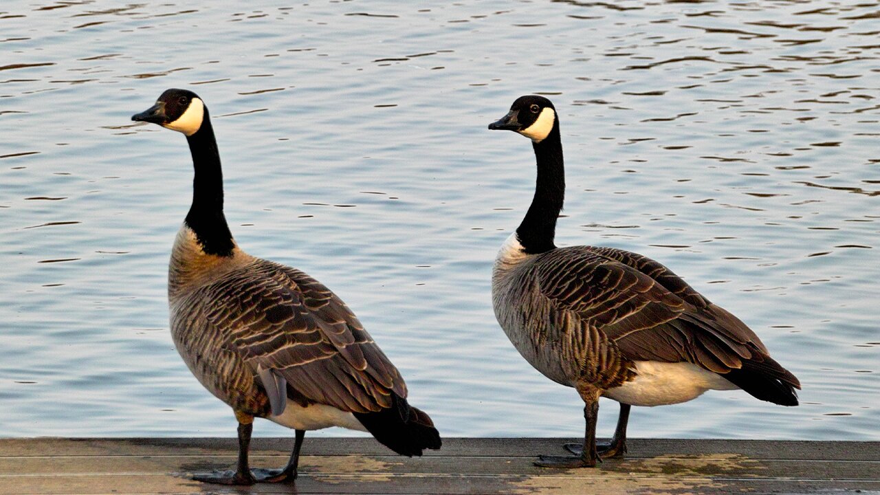 Wild geese with a brood of goslings