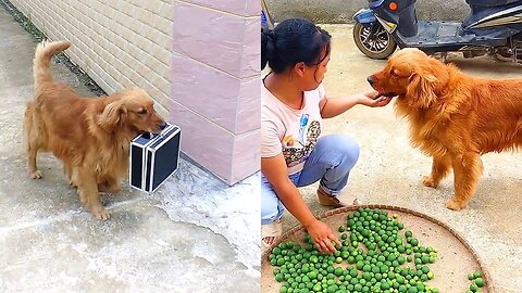 Tiny Puppy Shocked by Baby Kittens Occupying dog bed