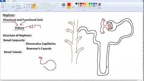 Class 10th Bio Structure of Nephron