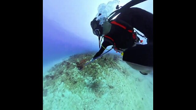 Invasive Lionfish Speared