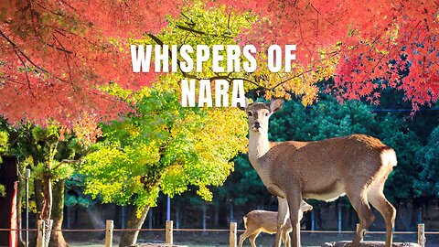 Magical Deer Park Adventure in Japan STUNS Travelers!