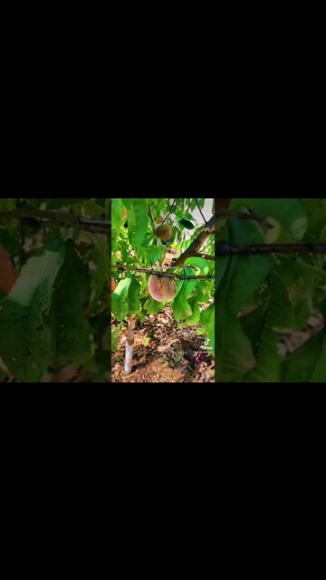 The SECRET To More Peaches!!