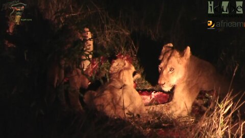 Southern Pride Of Lions Have A Kudu For Dinner