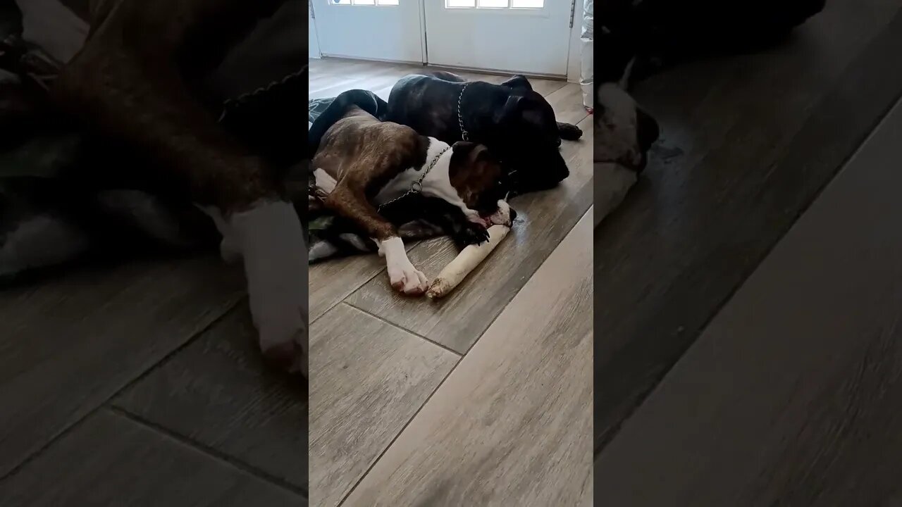 Cute dog share a bone