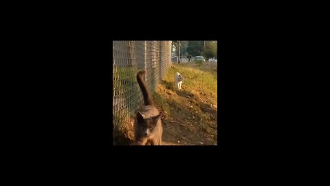 cat video