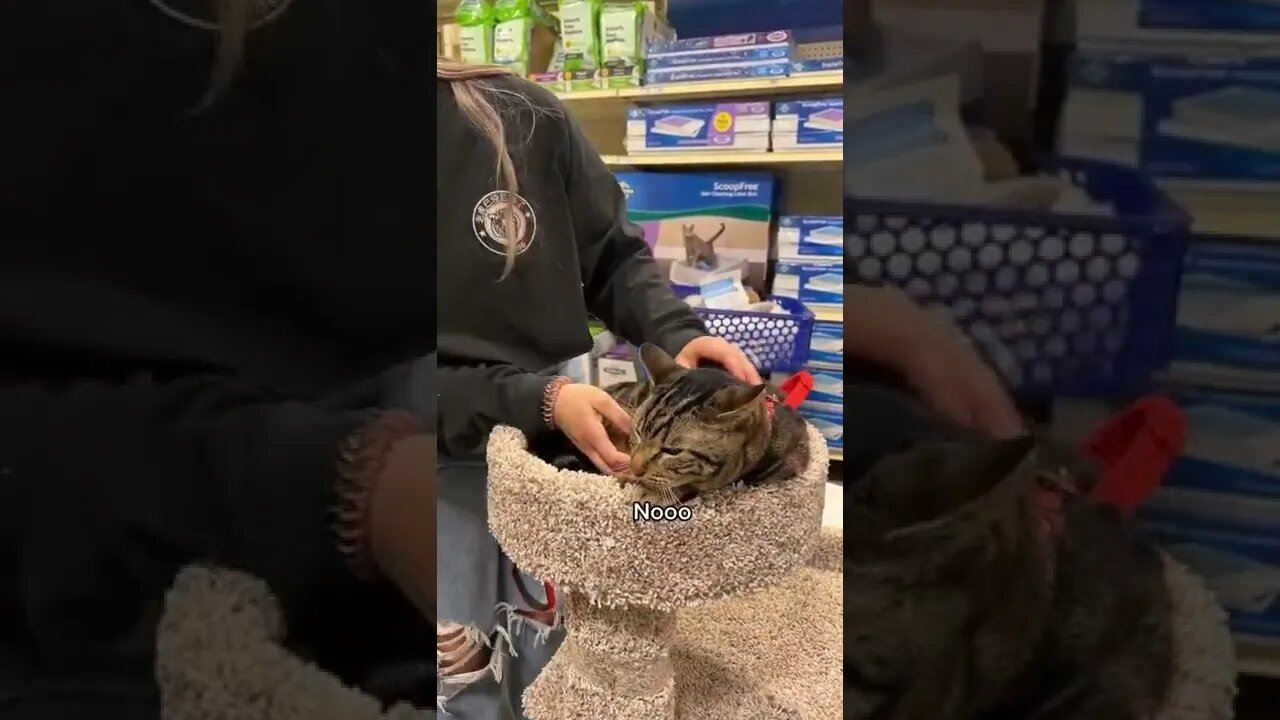 🔥Time To Go Home🔥#shorts #viral #cat